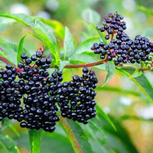 Elderberry Herbal Tea