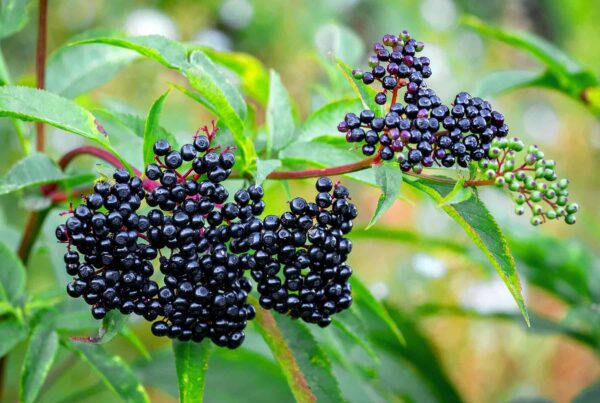 Elderberry Herbal Tea - Image 2