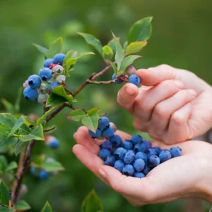 Blueberry Herbal Tea