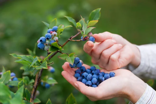 Blueberry Herbal Tea